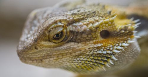 bearded dragon