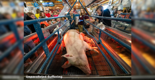 people looking at pig and piglets