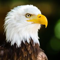 bald eagle