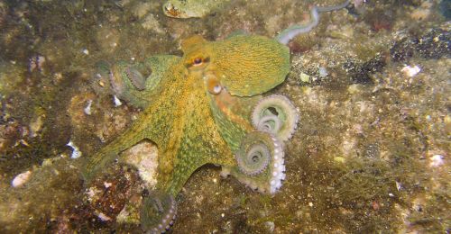 octopus