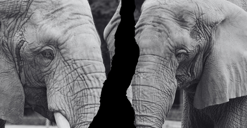 elephants