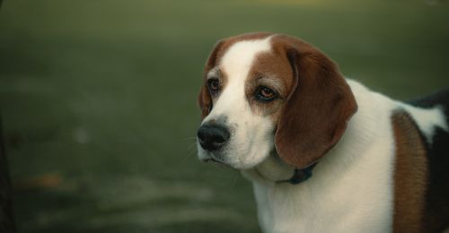 beagle
