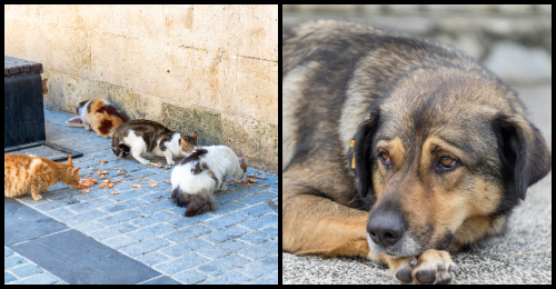 stray cats and dog