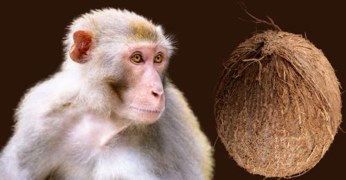 monkey and coconut