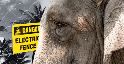 elephant, palm trees, and electric fence