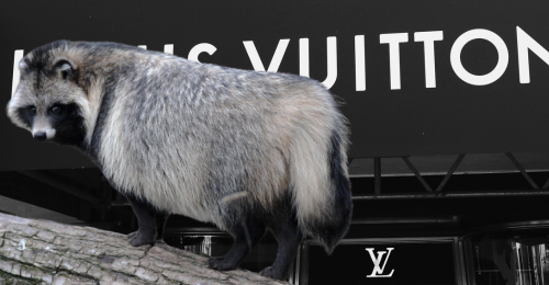 Louis Vuitton sign and raccoon dog
