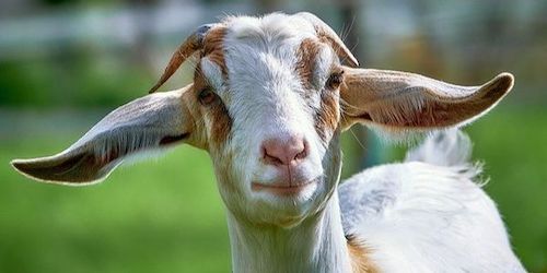 gifting Goats
