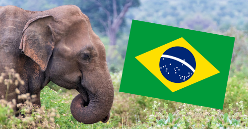 elephant and Brazilian flag