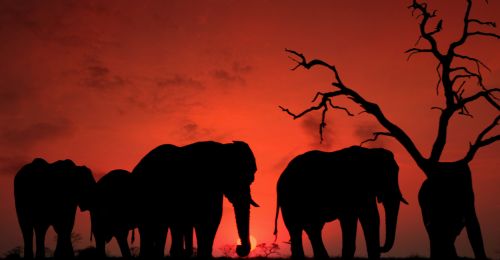 elephant silhouettes
