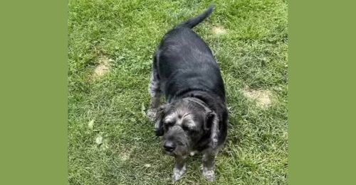 Lucky the dog