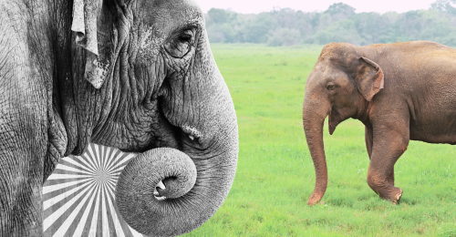 elephants