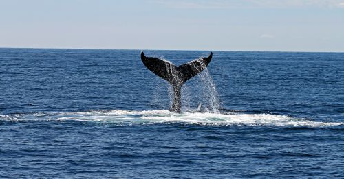 whale