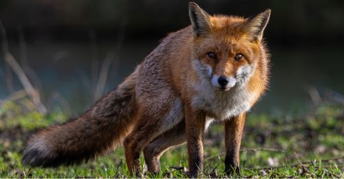 fox