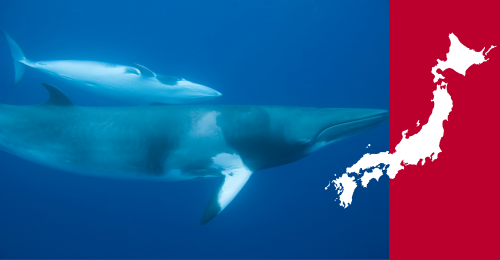 whales and japan