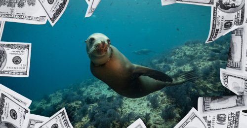 sea lion and hundred dollar bills
