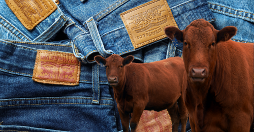 Levi jeans and cows