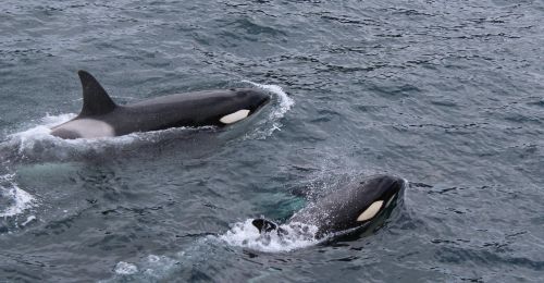 two orcas
