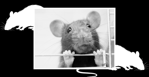 rat and rat silhouettes