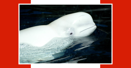 beluga and Canadian flag
