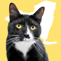 cat and the state of New York