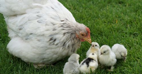 chicken and chicks