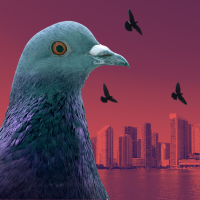 pigeon and Miami