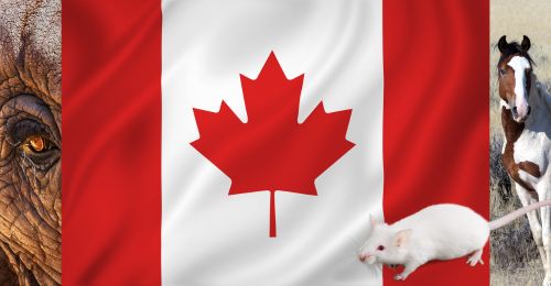 image of Canadian with elephant, horse, and mouse