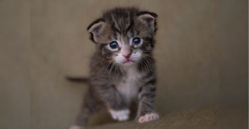 kitten
