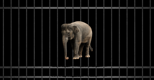 elephant and bars
