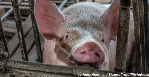 pig in gestation crate