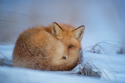 red fox snow