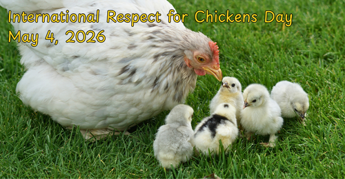 chicken and chicks