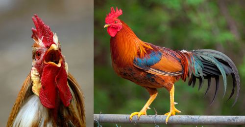 roosters