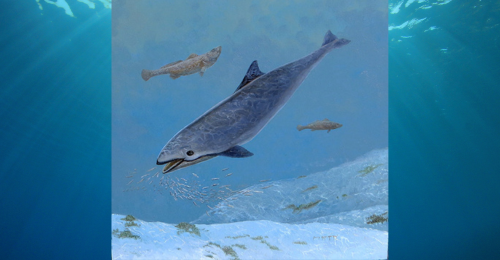 vaquita painting