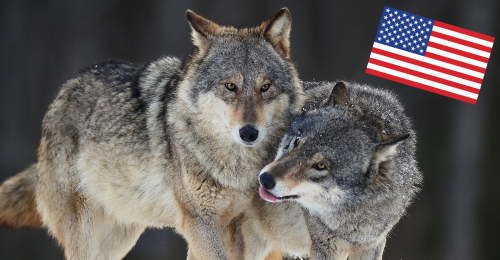 wolves and US flag