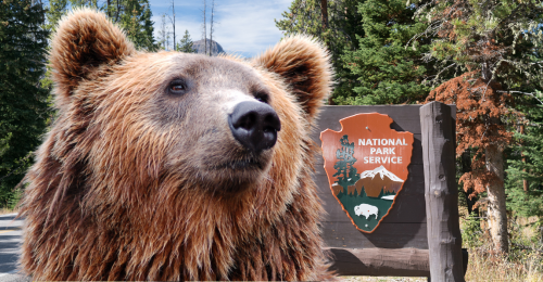 grizzly bear in front of national park sign