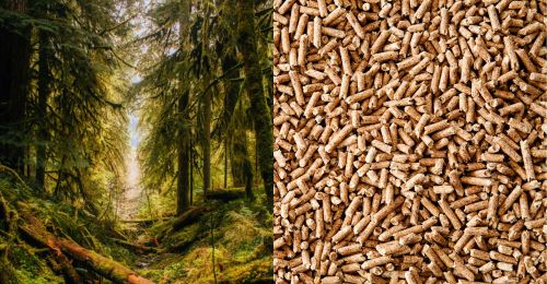 forest and wood pellets