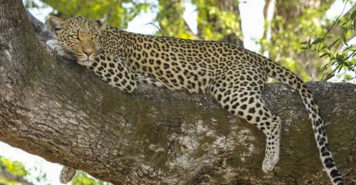 leopard