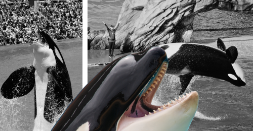 orcas performing