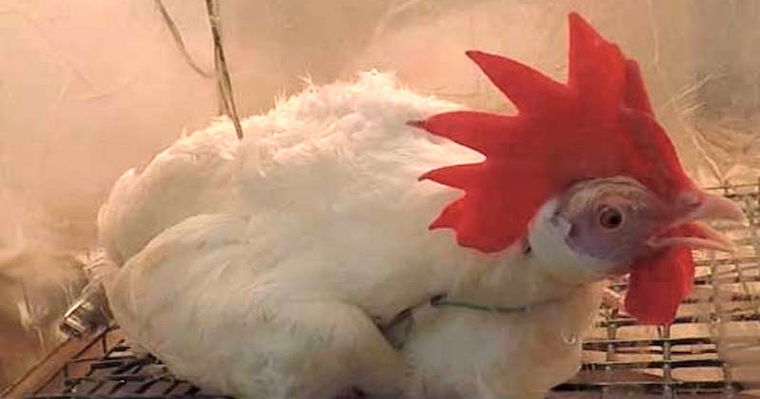 roasting a live Chicken
