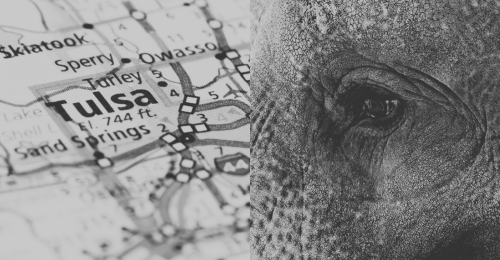 map of Tulsa and elephant close-up