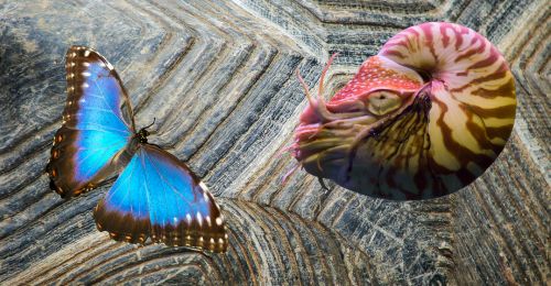 turtle shell, nautilus, butterfly