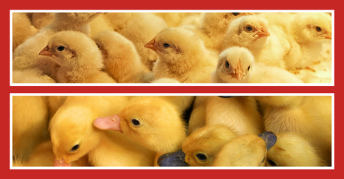 chicks and ducklings