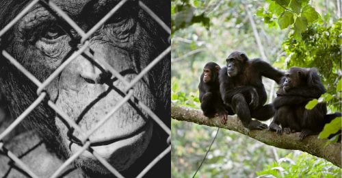 chimp in cage and chimps in tree