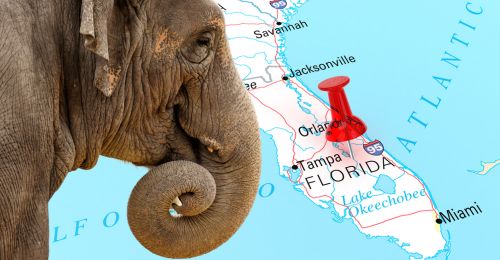 elephant and map with Florida