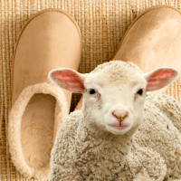 Ugg shoes and lamb