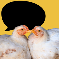 chickens and speech bubble