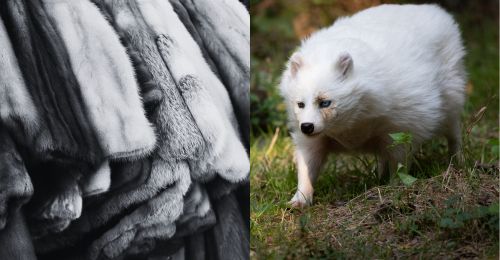 fur coats and racoon dog