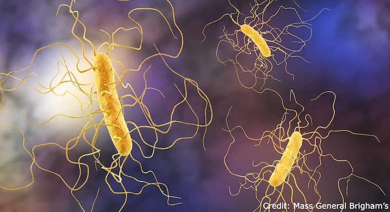 Clostridiodes difficile