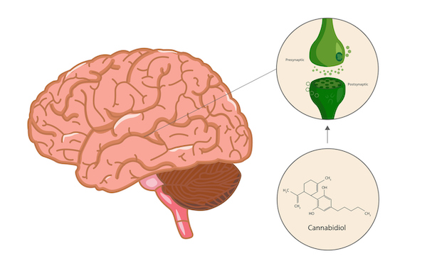 brain cannabinoid